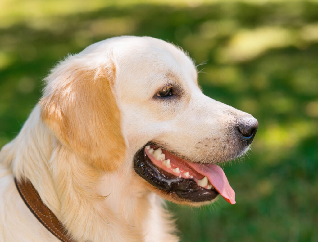 Happy golden retriever dog
